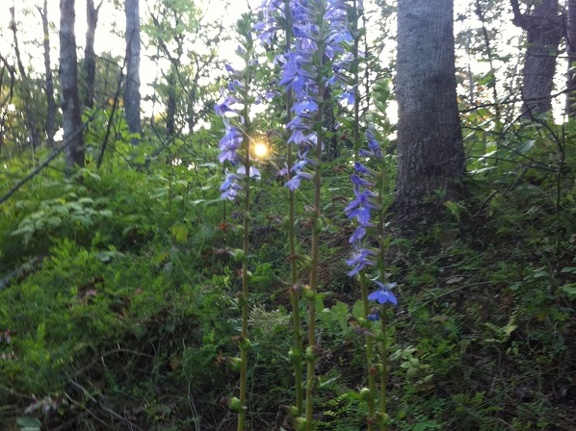 Auxier Ridge, a year after the fire